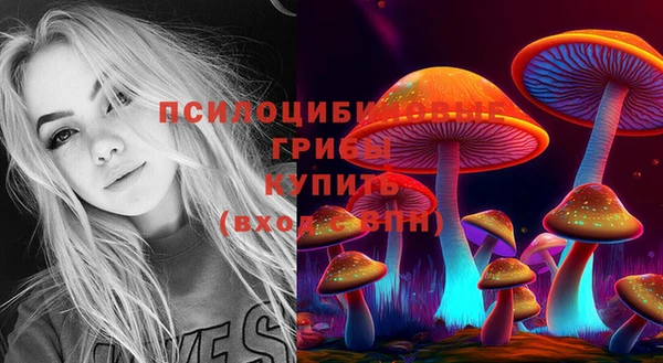 стаф Аркадак